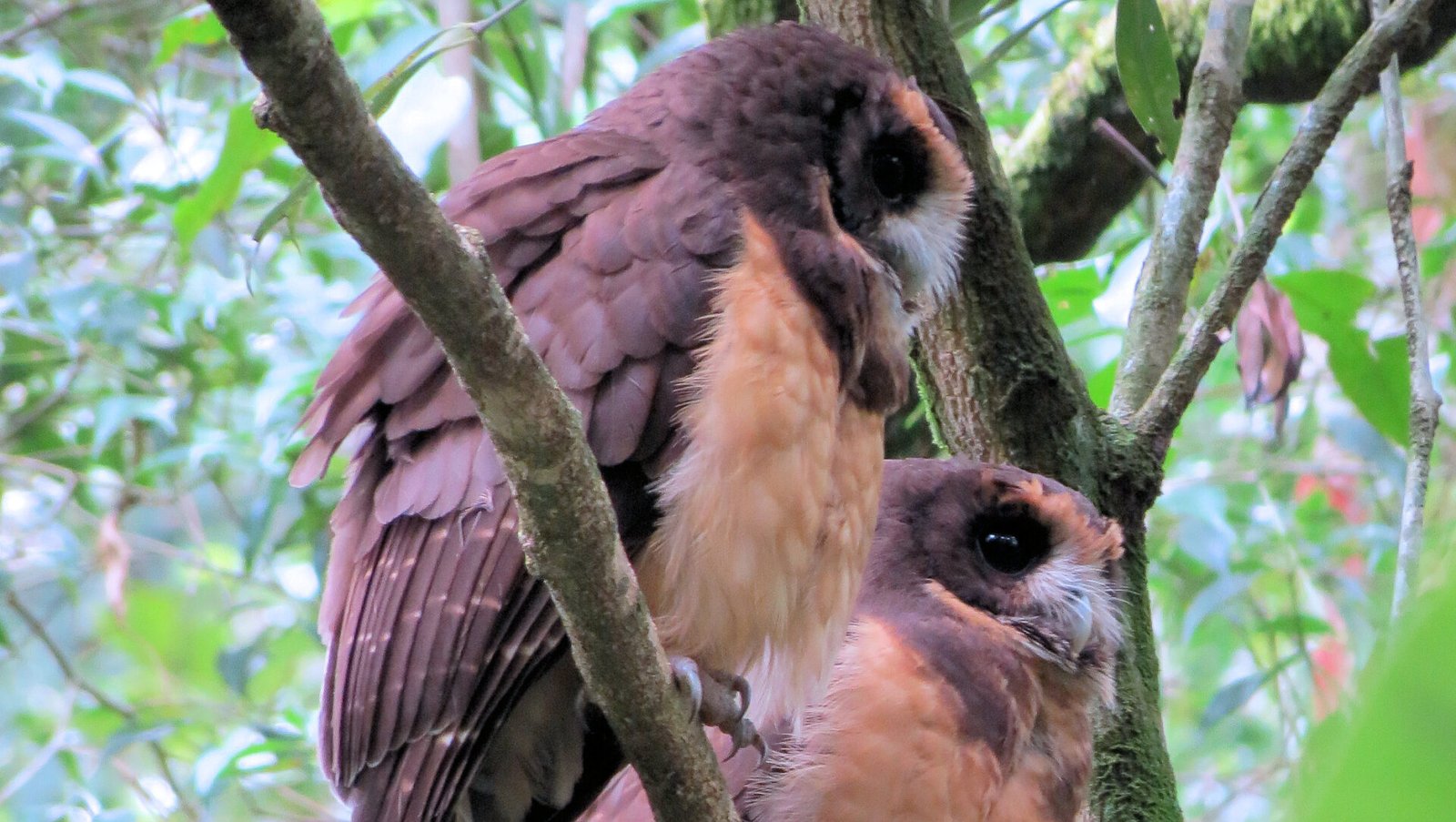 murucututu-de-barriga-amarela (Pulsatrix koeniswaldiana)