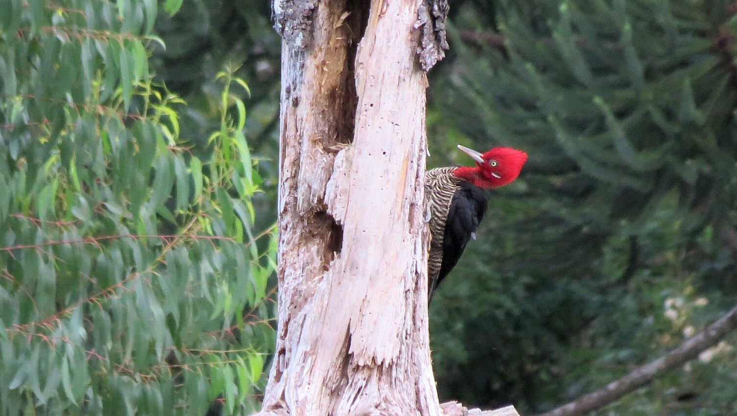 pica-pau-rei (Campephilus robustus) (1)