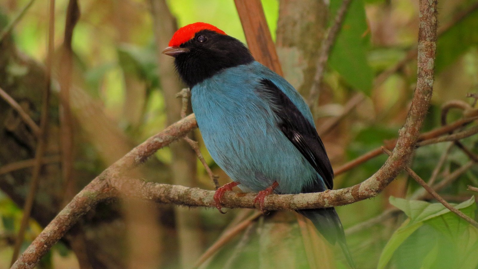 tangará (Chiroxiphia caudata)