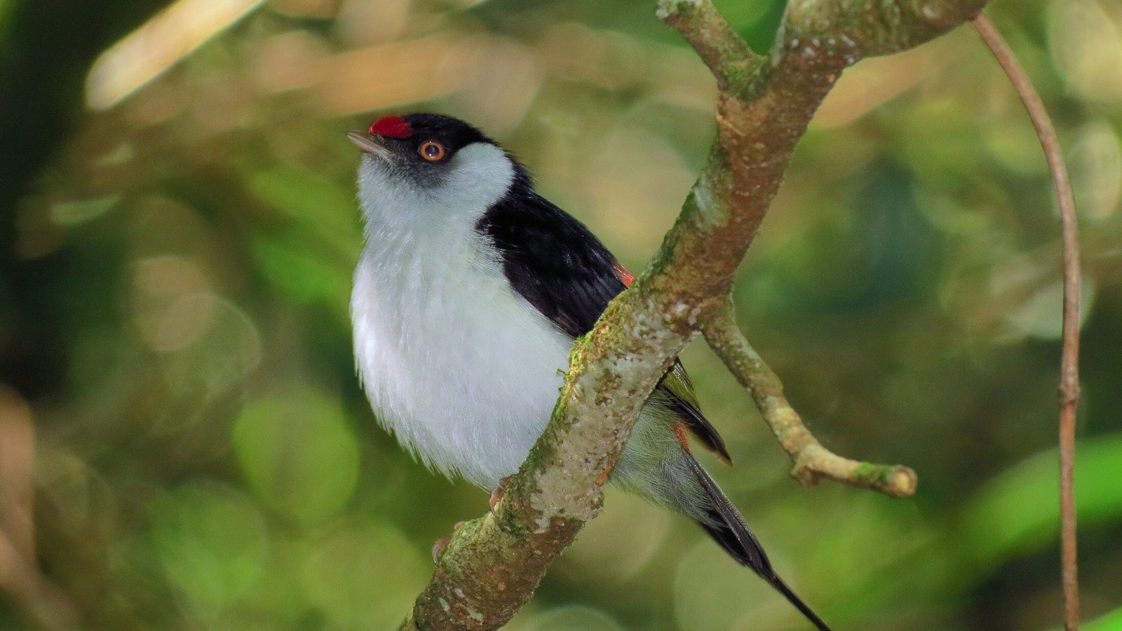 tangarazinho (Ilicura militaris)