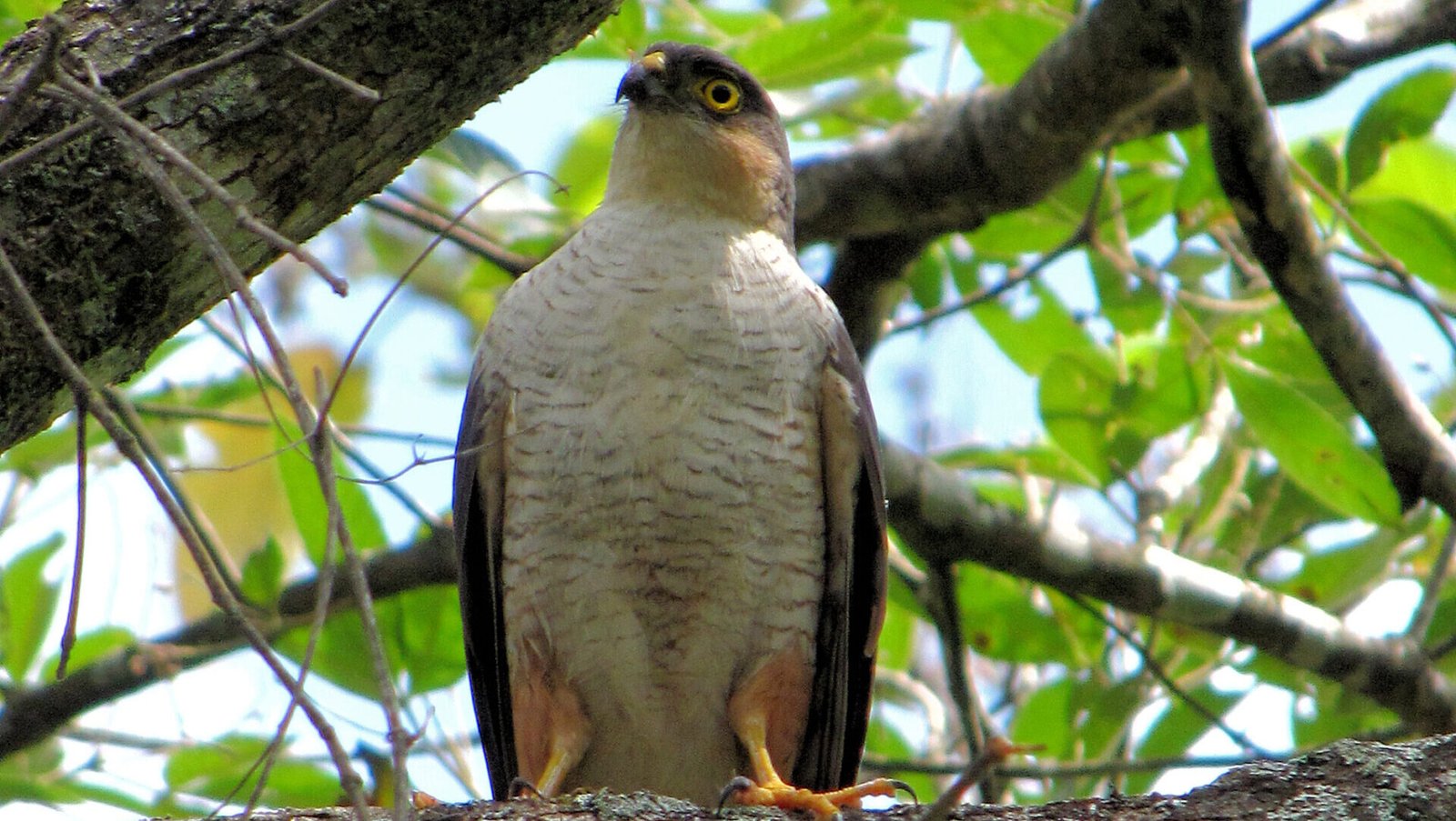 tauató-miúdo (Accipiter striatus)